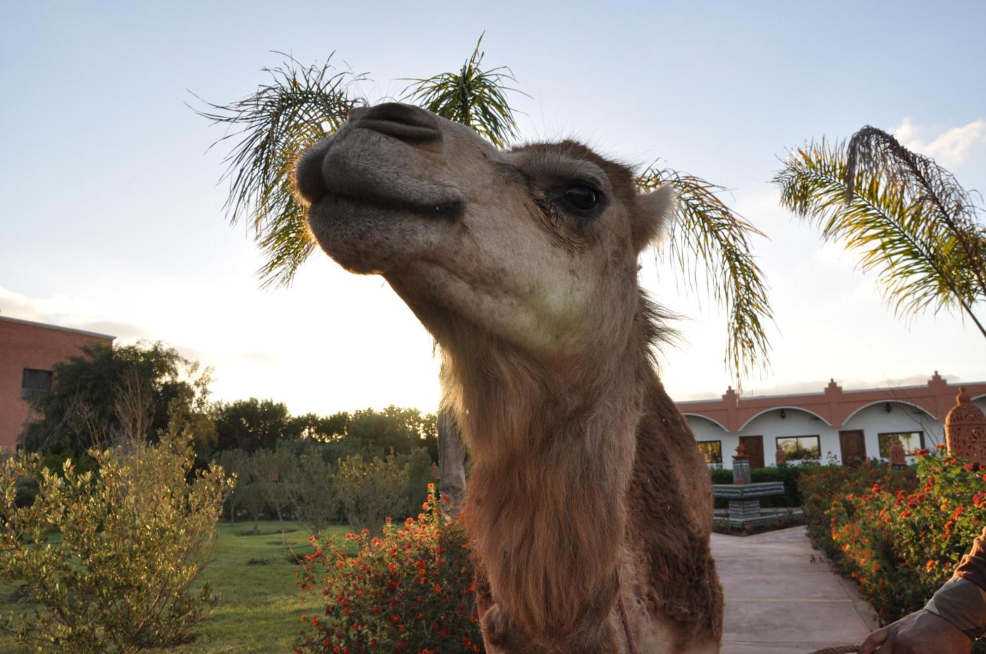 Riad Hamdani Derroua Luaran gambar